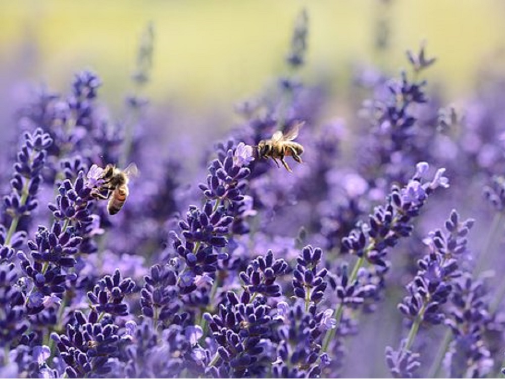 Conabio invita a población a crear jardines polinizadores