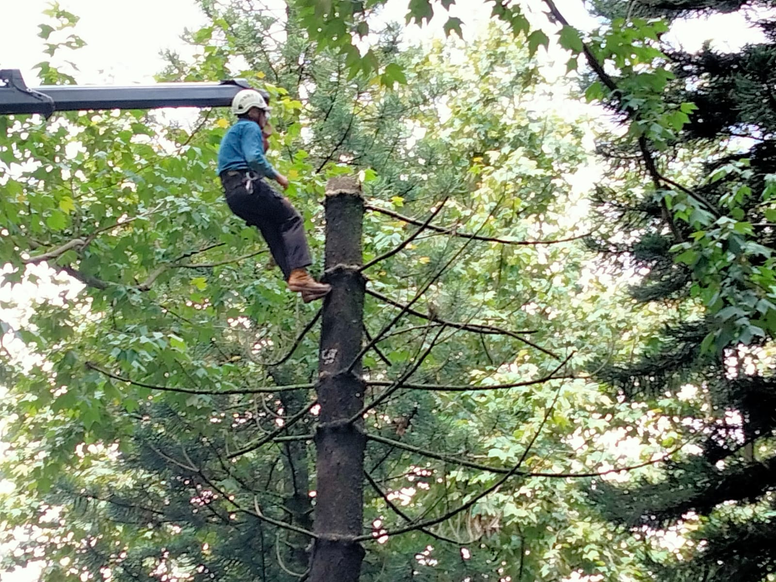 Retiraron 15 árboles de la avenida Xalapa; debido a su mal estado eran un riesgo