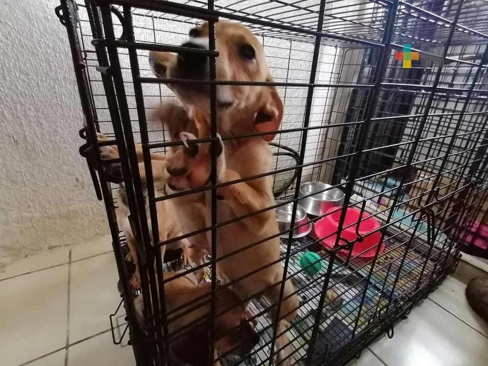 De 6 a 12 denuncias diarias relacionadas con maltrato de mascotas en puerto de Veracruz