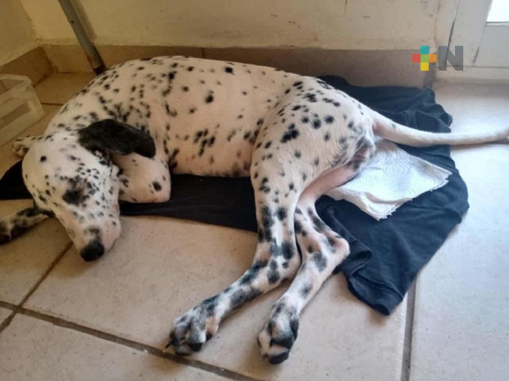 En Coatzacoalcos, ciudadanos se unieron para apoyar a dueña de perrita fracturada del fémur