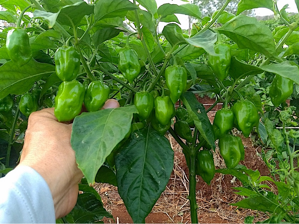Estudiantes de la UV cuentan con un proyecto de cultivo de chile habanero