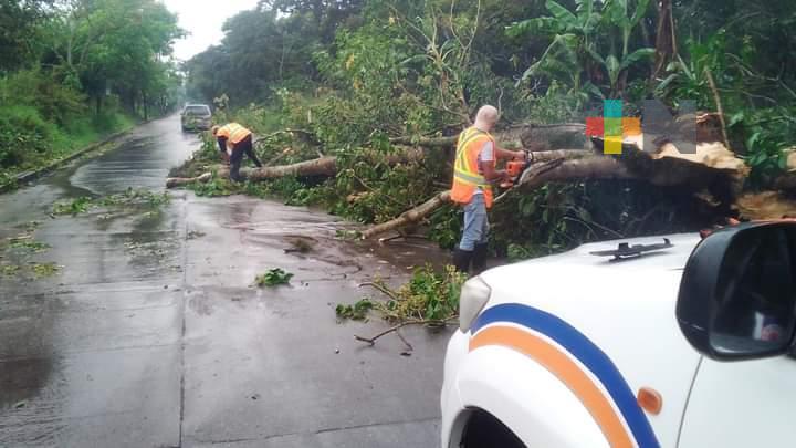 Árboles caídos e inundaciones por lluvia en Coatepec