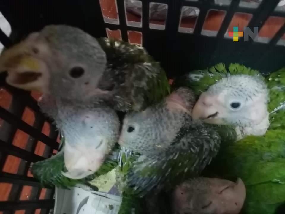 Continúa el tráfico de especies en la zona sur