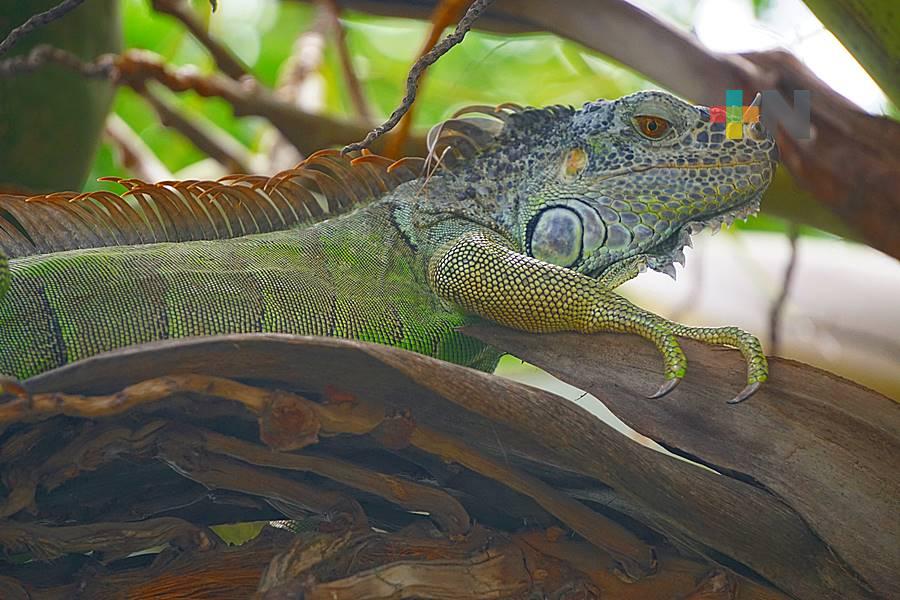 Extreman protección de iguanas en Tuxpan