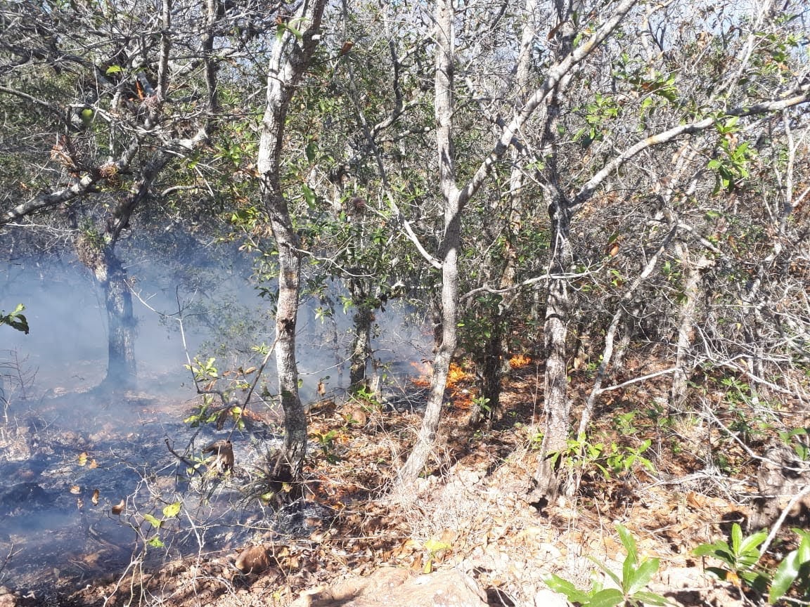 Este año hay más incendios y menos hectáreas afectadas en el estado de Veracruz