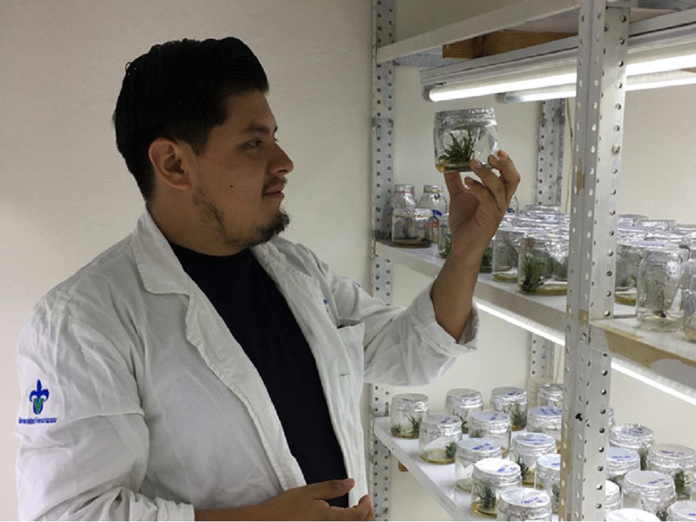 Investigador UV estudia multiplicación in vitro de germoplasma de orquídeas