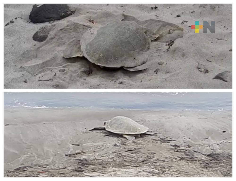 Al no encontrar condiciones para desovar cerca de Plaza de la Soberanía de Veracruz, tortuga regresó al mar