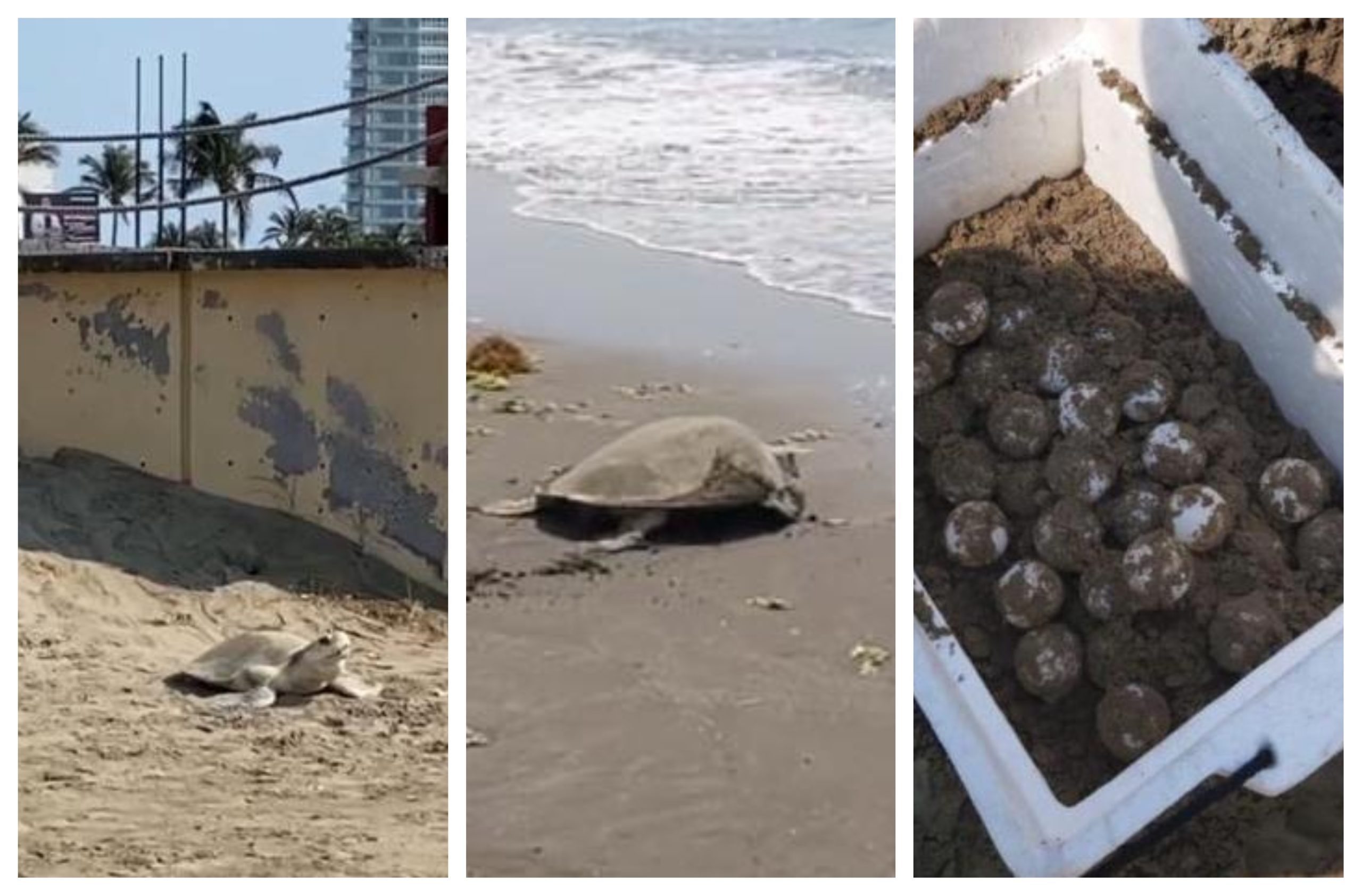 Tortuga marina depositó 92 huevos en playa Pelícanos de Boca del Río