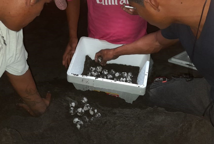 Tortuga Lora desovó 104 huevos en Playa Coral, en el municipio de La Antigua