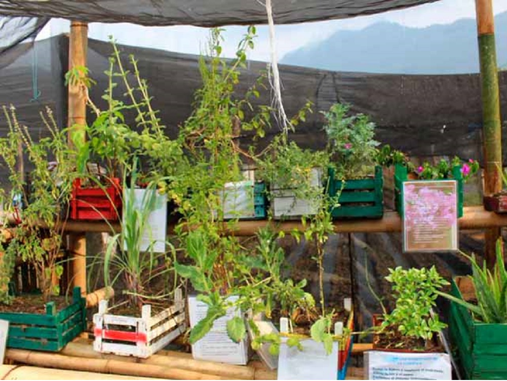 UV trabaja en rescate de biodiversidad en Altas Montañas de Veracruz