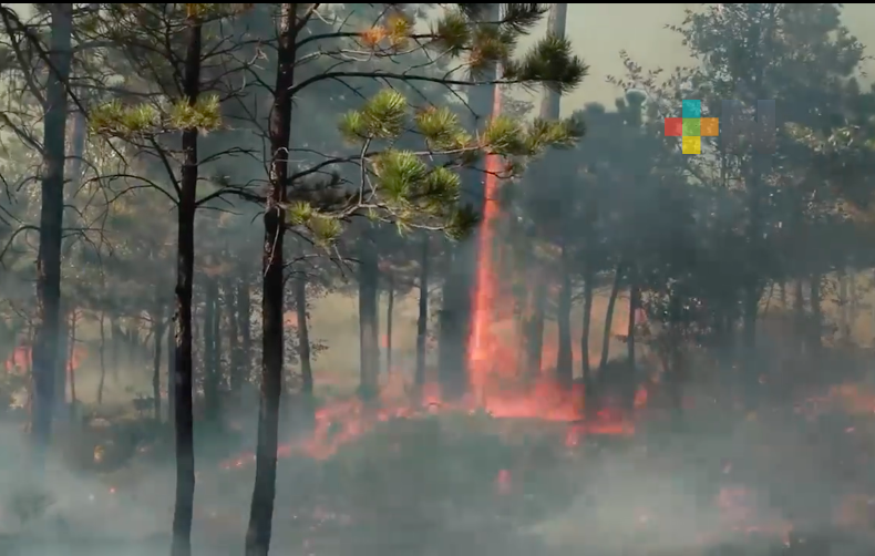 Se registraron menos incendios forestales, pero hubo más hectáreas afectadas en la zona sur