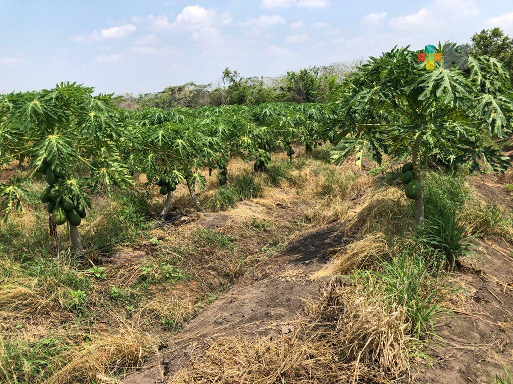 Pozo petrolero afecta sembradíos de papaya en el municipio de Cotaxtla
