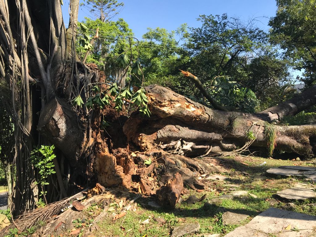 Retiran árbol caído en la avenida Orizaba