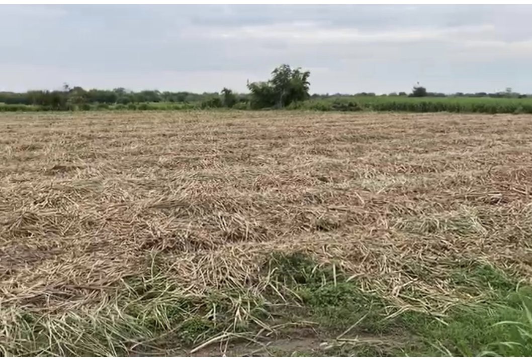 Caerá el estimado de caña para el ingenio San Cristóbal en próxima zafra 2021-2022