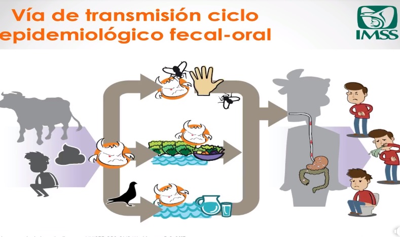 Alimentos contaminados, pueden ocasionar más de 200 enfermedades: nutrióloga