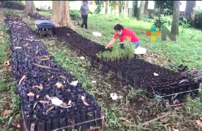 En viveros de Sedema tienen como meta alcanzar un millón de producción de plantas