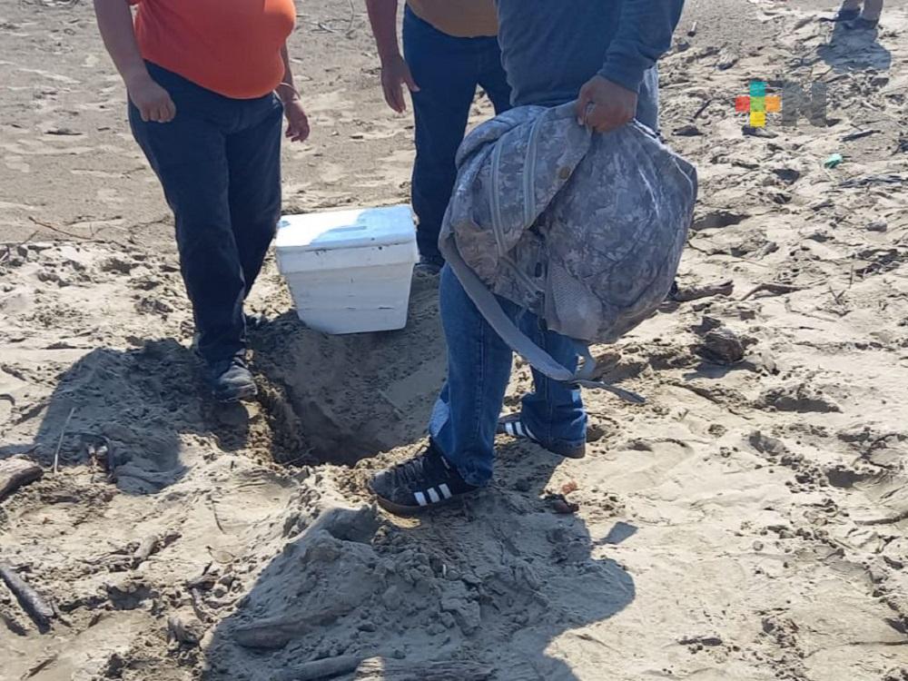 Dos tortugas marinas de la especie Lora desovaron en playas de Coatzacoalcos