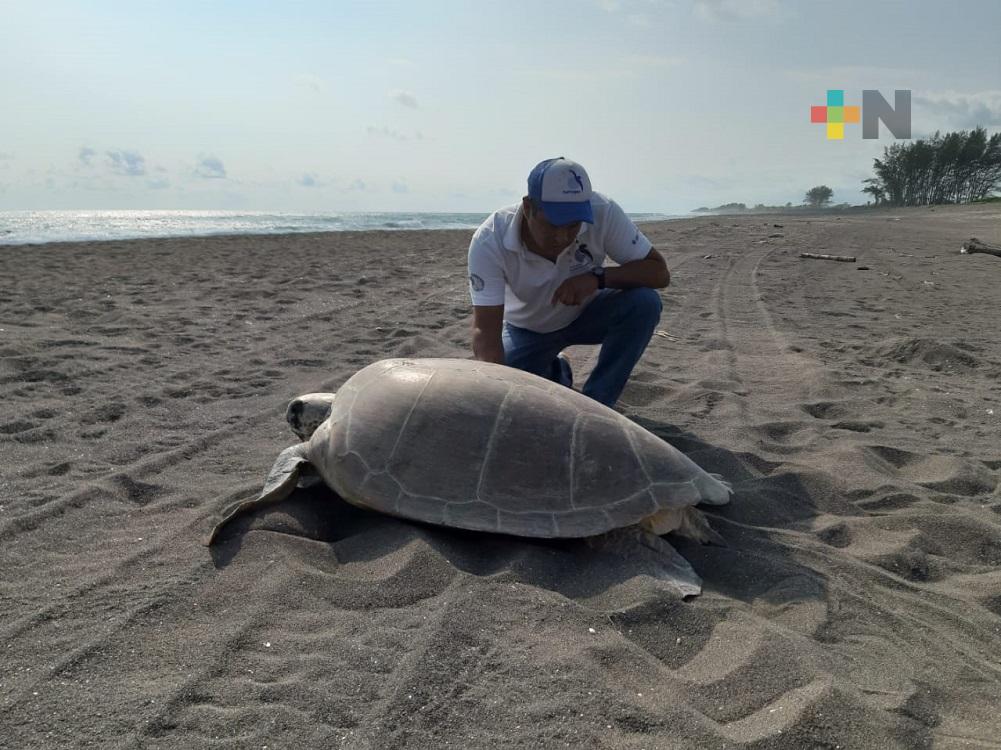 En municipio de Nautla, inició temporada de anidación de tortugas marinas