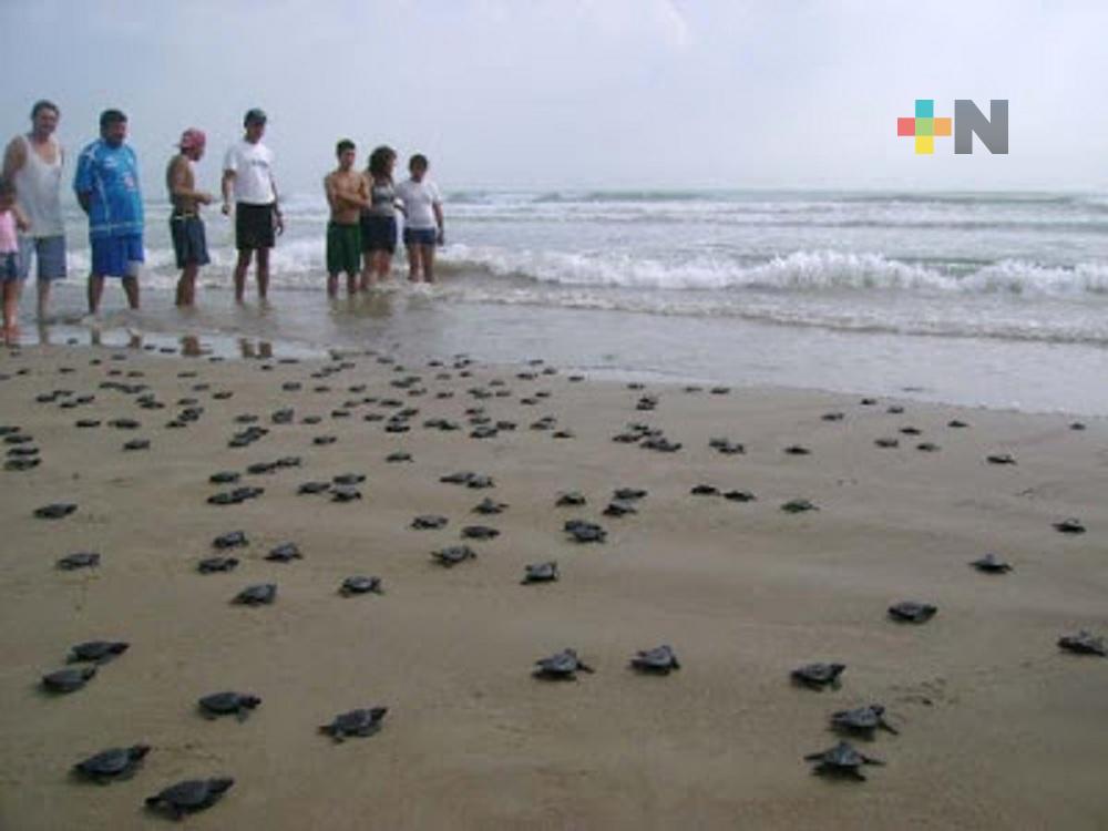 En playas de Tuxpan, liberaron mil 300 tortugas de la especie lora