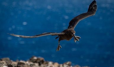 Vuela primer albatros de patas negras en Reserva de la Biósfera Isla Guadalupe