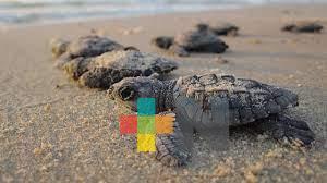 Programan liberación de tortugas en playas Barra Norte y Sur