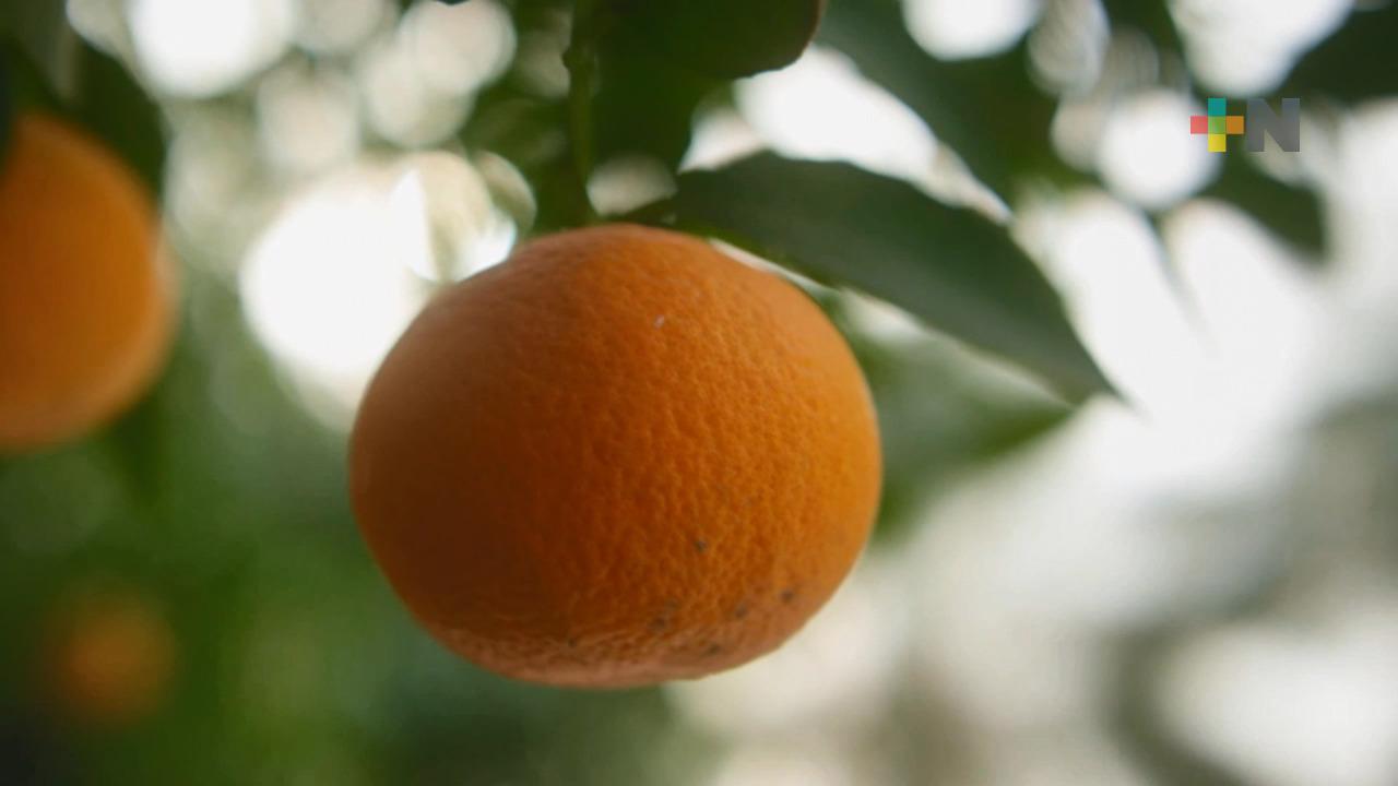 Ley citrícola beneficiará a productores de la zona norte