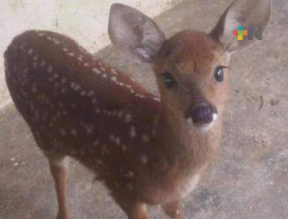Inician campaña para localizar a «Bambi», venado que se escapó en municipio de Acayucan