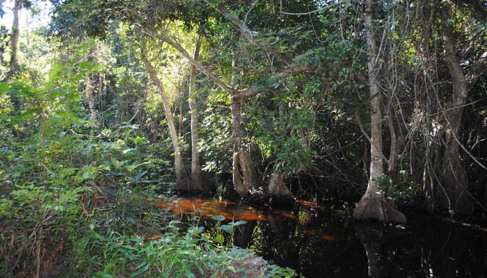 Sedema trabaja en recuperar el área natural de Ciénega del Fuerte, en Tecolutla