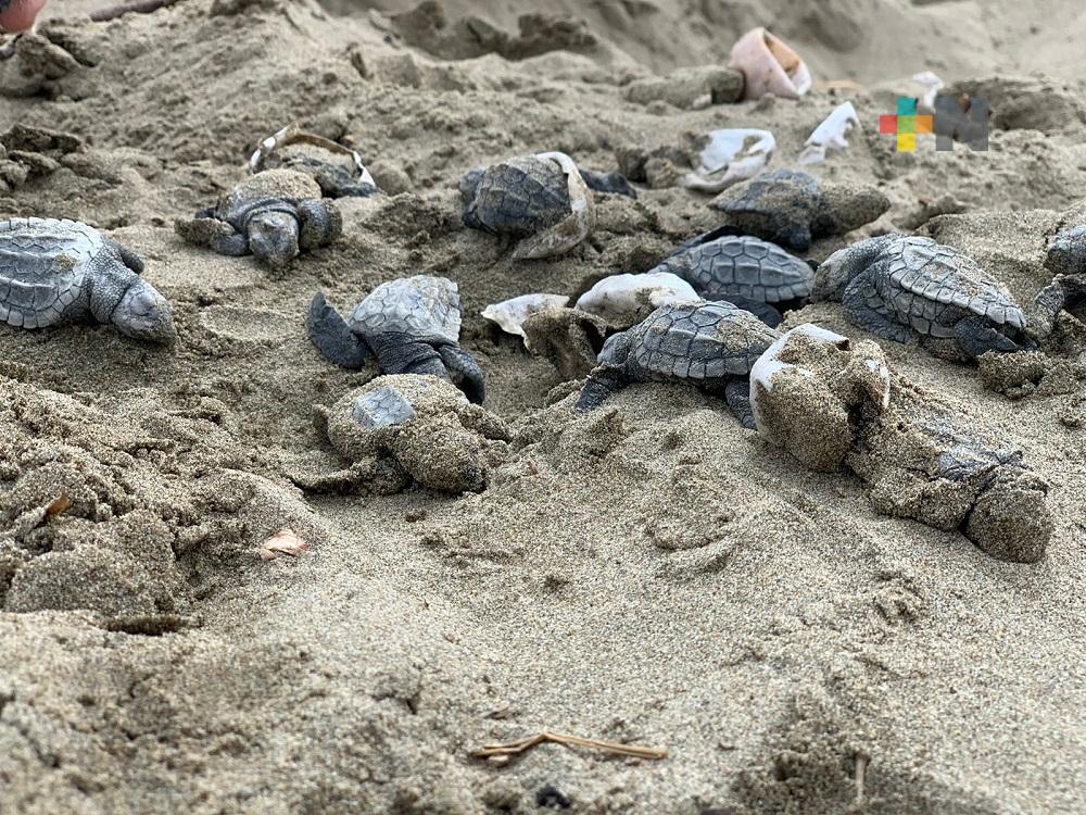 Vandalizan nido de tortugas en playas de Coatzacoalcos