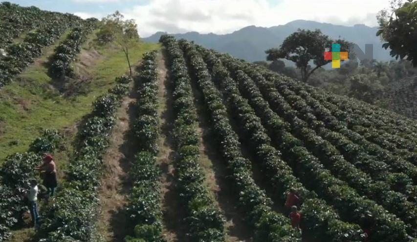 Producción de café en Veracruz disminuyó en este ciclo de cosecha