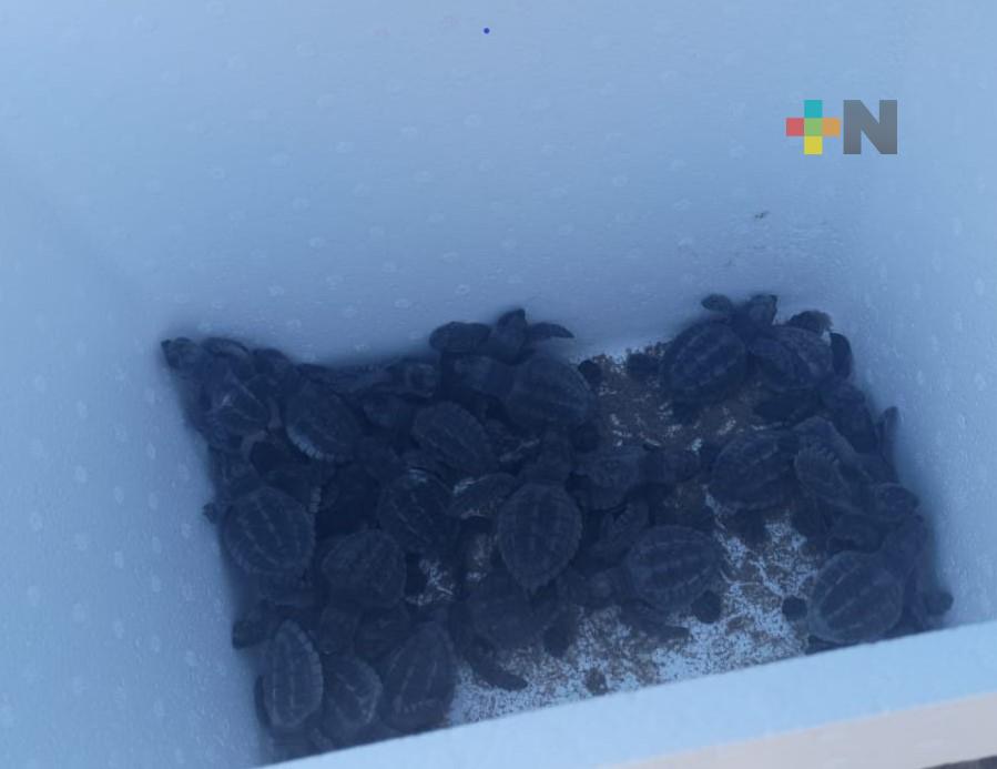 Liberaron 29 crías de tortuga en playas de Coatzacoalcos