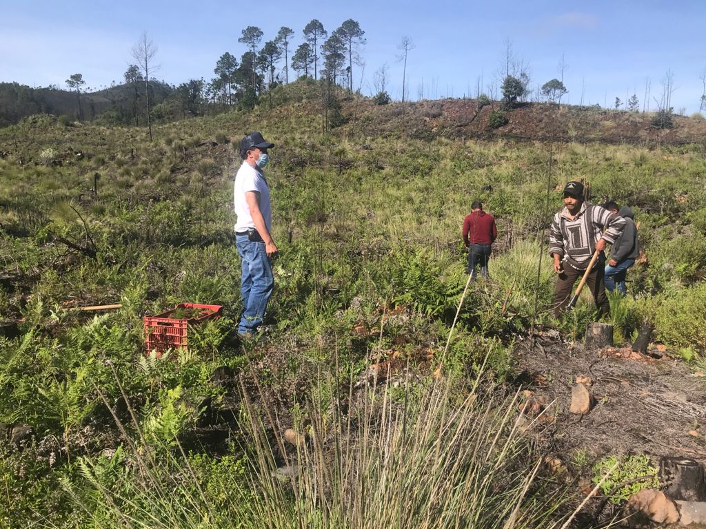 Sedema reforesta 42 hectáreas de la reserva San Juan del Monte, en Las Vigas
