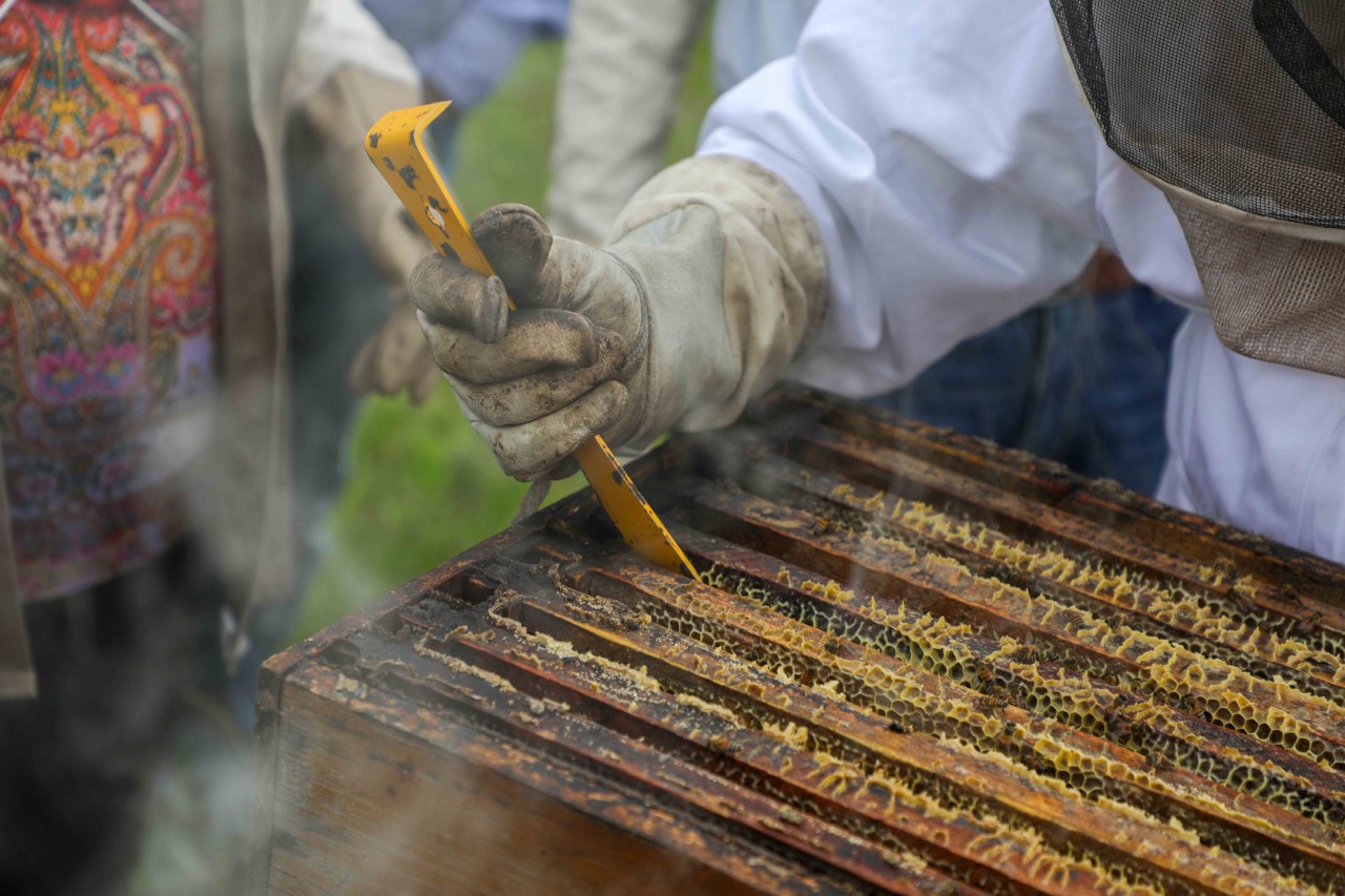 Presentaron proyecto para instalar primera escuela de apicultura en Xalapa