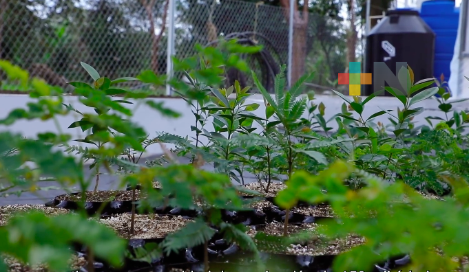 Se han sembrado más de 22 mil árboles en Xalapa a través del fortalecimiento de viveros forestales