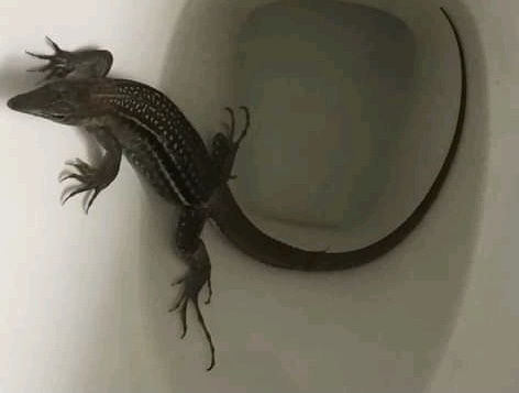 Reptil que salió de la taza de baño de una casa, provocó susto en Alvarado