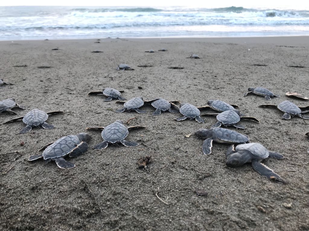 Resguarda SEDEMA más de 29 mil huevos de tortuga, en actual temporada de anidación