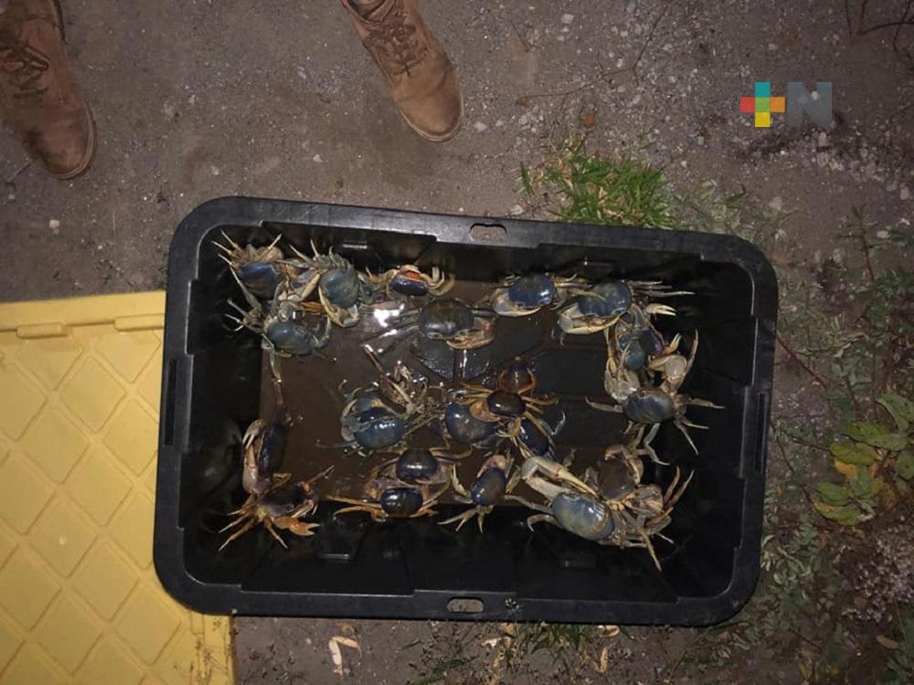 La asociación civil Earth Mission ha logrado salvar más de 2 mil cangrejos azules de ser atropellados