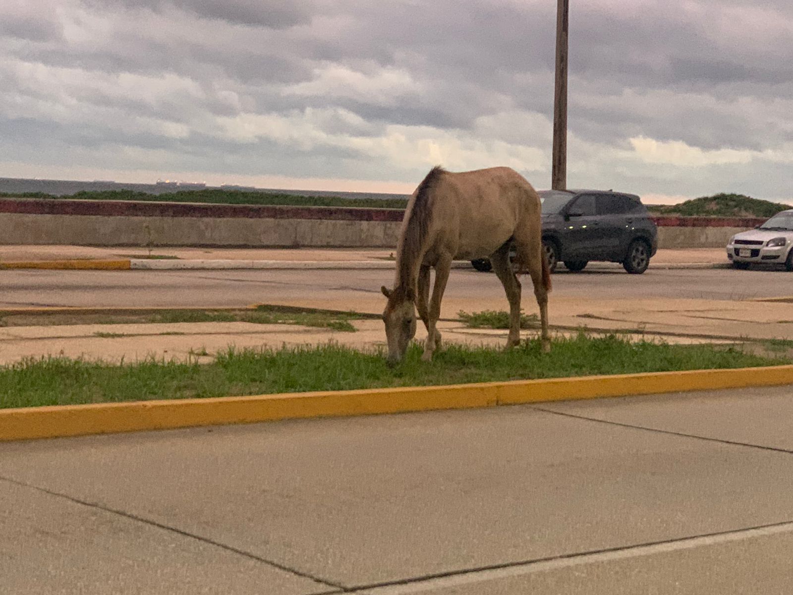 Piden en Coatzacoalcos que dueños se hagan responsables de sus animales y no los abandonen