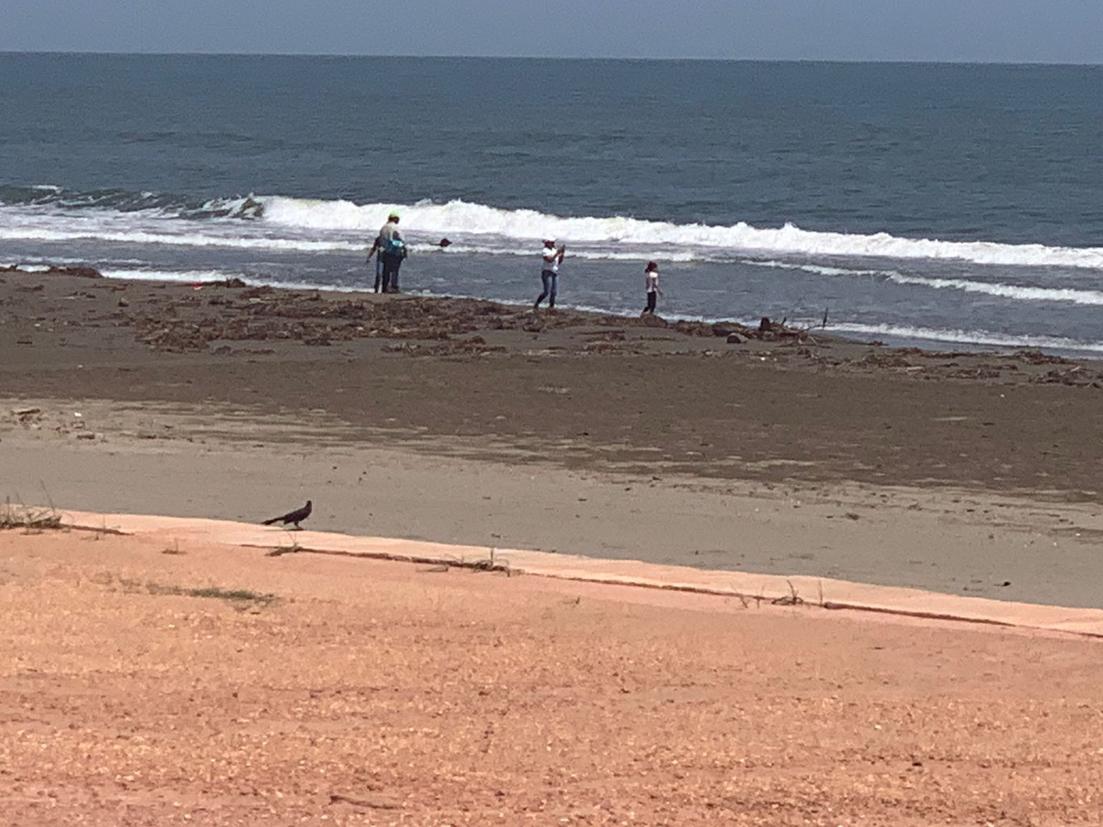 Marejada arroja lirio acuático y palotada a las playas de Coatzacoalcos