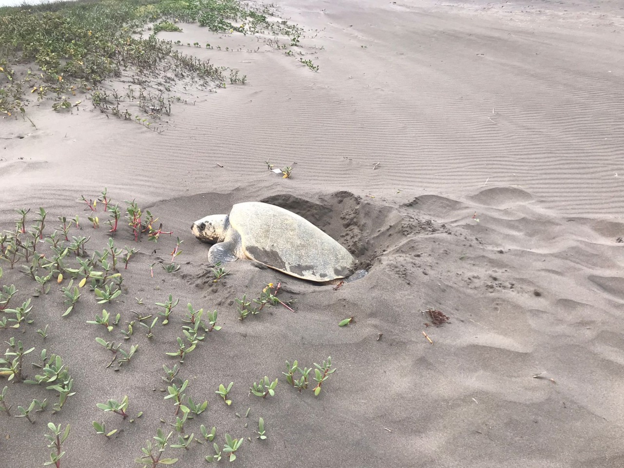 Favorable temporada de anidación de tortugas marinas