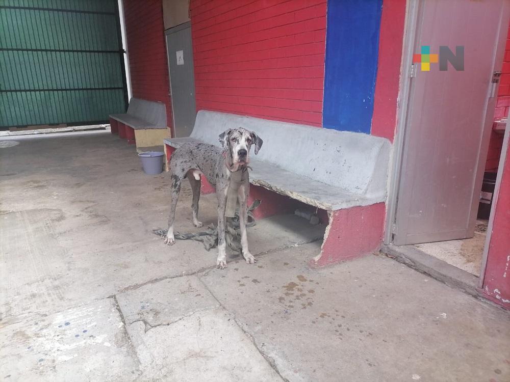Protección Civil de Coatzacoalcos, busca familia que adopte a perro Gran Danés