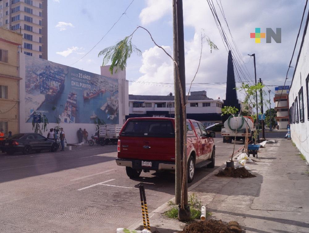 Continúan artesanos del malecón de Veracruz con siembra de árboles
