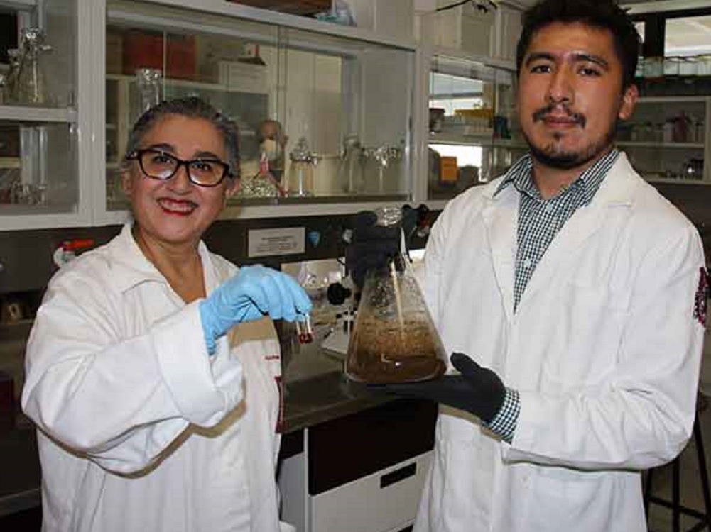 Estudia IPN compuestos del gordolobo que reducen el hígado graso no alcohólico