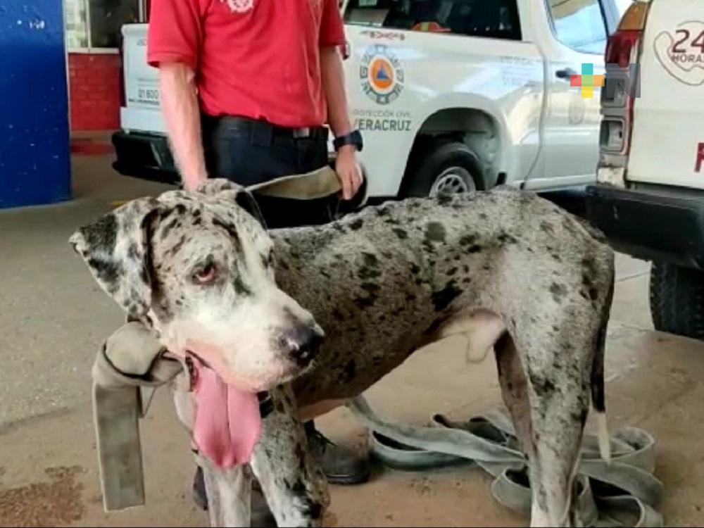 Protección Civil de Coatzacoalcos, mantiene bajo resguardo a cinco perros rescatados en la ciudad