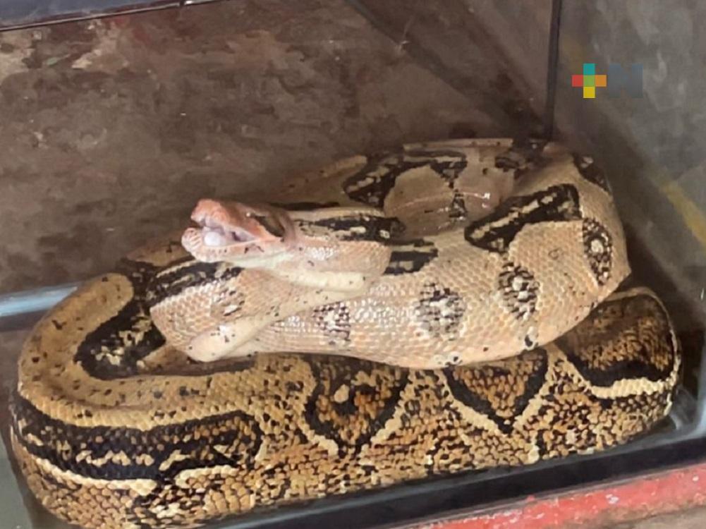 Protección Civil de Cotazacoalcos, capturó una boa de tres metros de largo