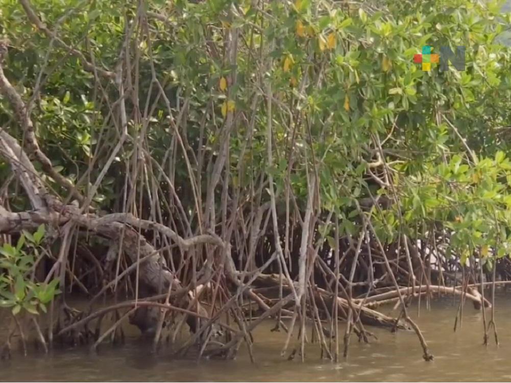 Con proyecto de reforestación, estudiantes de Cetmar rescatan manglares de Alvarado