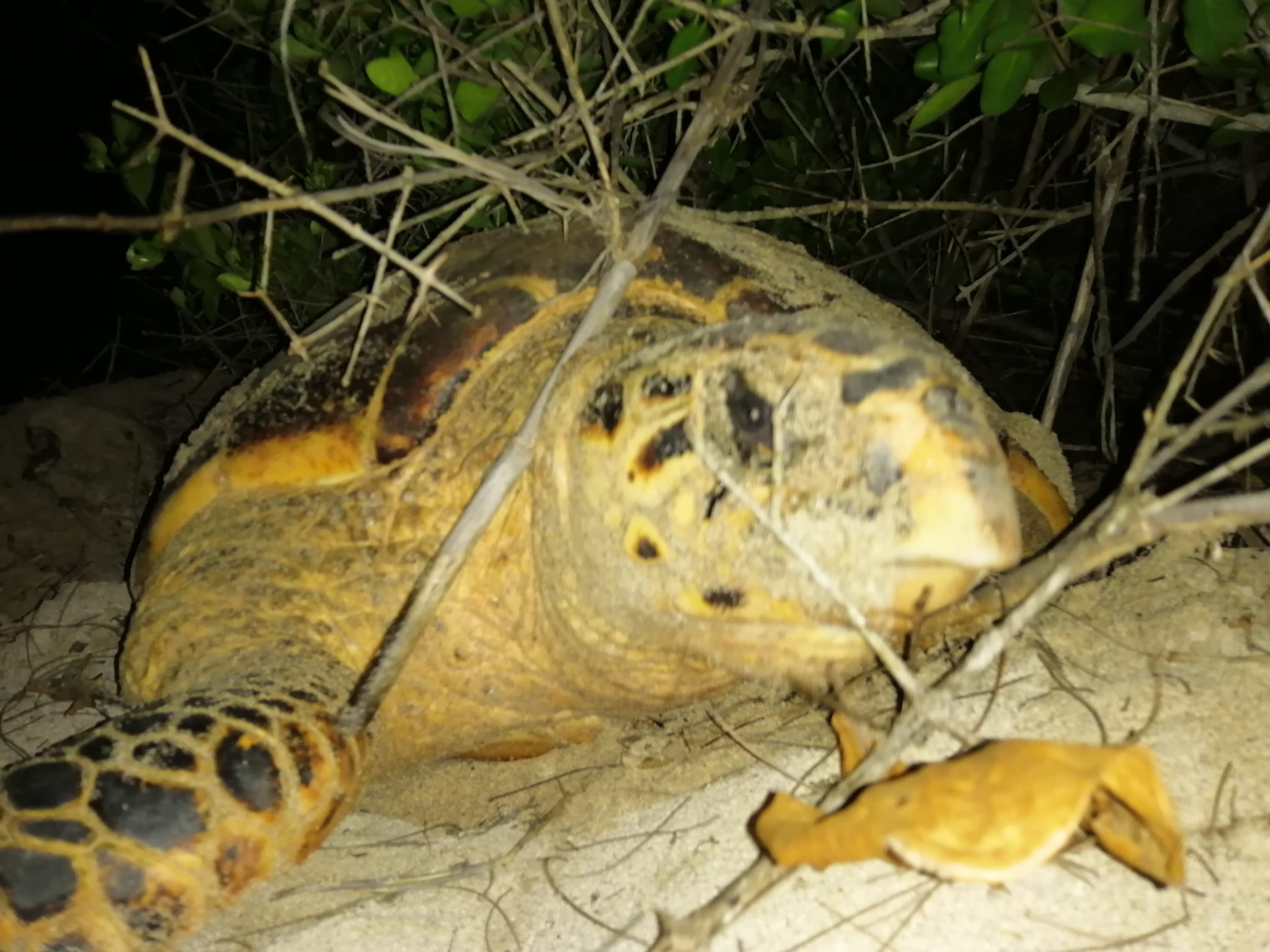 Contabilizan más de 50 nidos de tortuga carey en Sistema Arrecifal Veracruzano