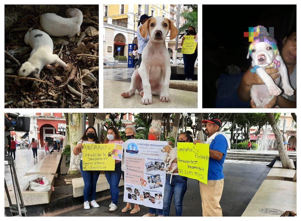 Exhortan a esterilizar a mascotas; incrementó su abandono con la pandemia