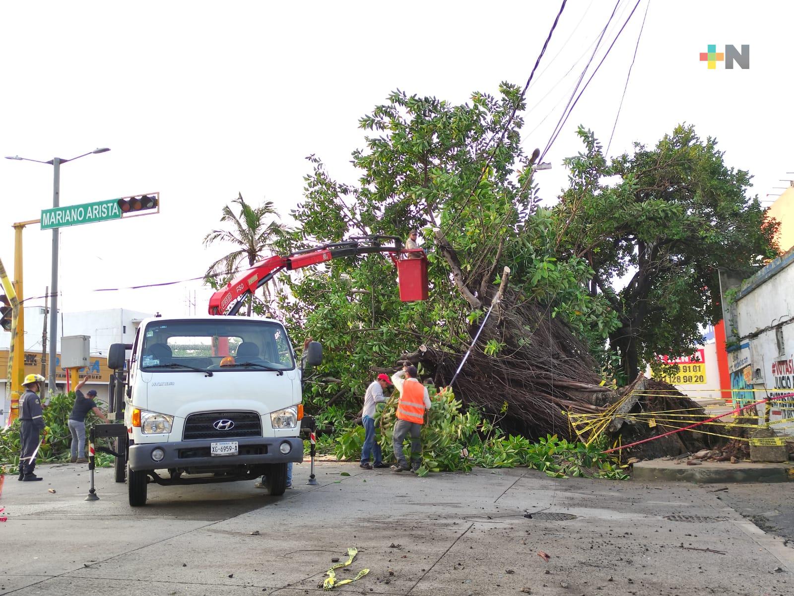 Árbol cae en avenida Miguel Alemán de la ciudad de Veracruz