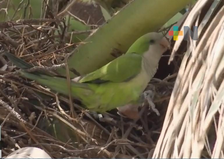 Cotorras argentinas son una especie invasora que han desplazado a aves locales de Veracruz y Boca del Río